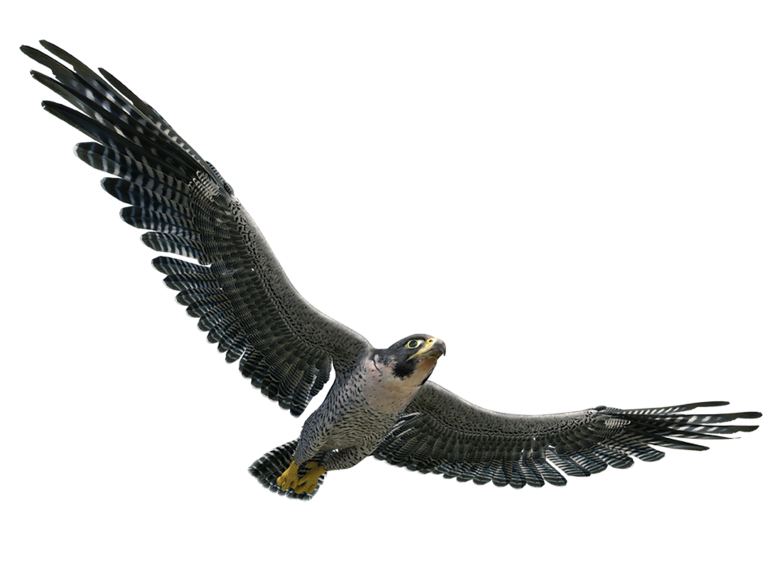 The falcon is the optimal symbol for 1zu1. With its high precision, its speed and its fan-shaped tail, it conveys perfectly what 1zu1 stands for. Namely: Highest precision, fast availability and wide-ranging expertise.